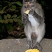 monkey_macaque_balinese_mf_ubud_v_1285_bal5006.jpg